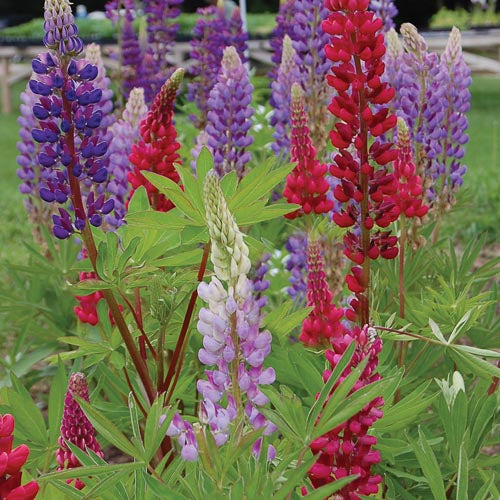 Flower, Tall Russell Lupine Seeds