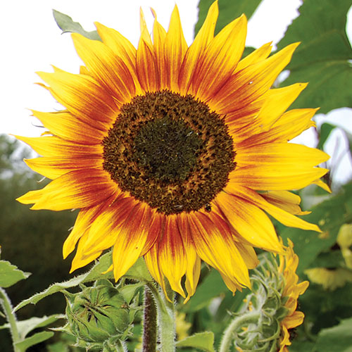 Sunflower, Ring of fire Seeds