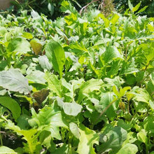 Greens, Spicy Mixed Organic Seeds