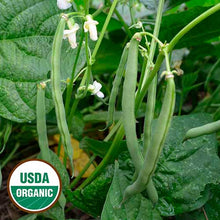 Bean, Empress Organic Seeds