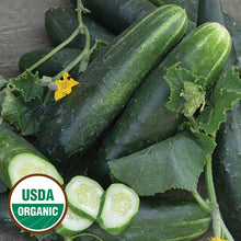 Cucumber, Japanese Climbing Organic Seeds