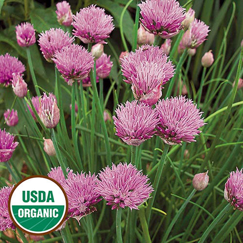 Herb, Chives Organic Seeds