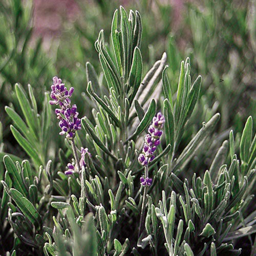 Herb, English Lavender Seeds