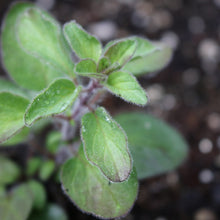 Herb, Greek Oregano Seeds