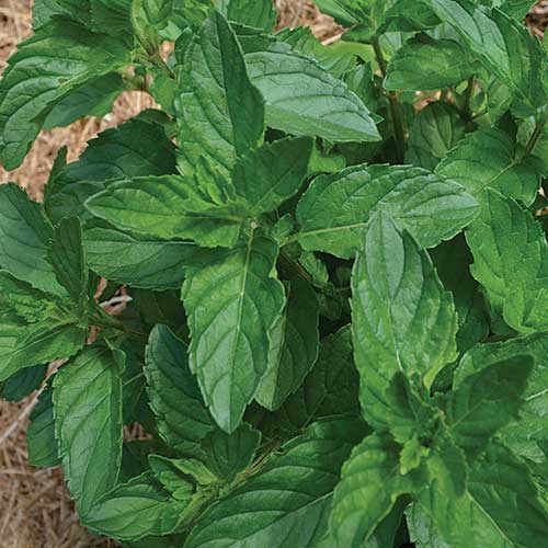 Herb, Spearmint Seeds
