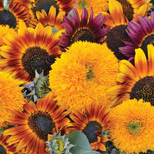 Sunflower, Sunflower Mixture Seeds