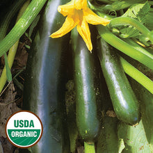 Zucchini, Black Beauty Organic Seeds