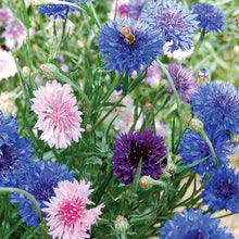 Flower, Mixed Bachelor's Buttons Seeds
