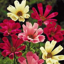 Flower, Sea Shells Cosmos Mixed Seeds