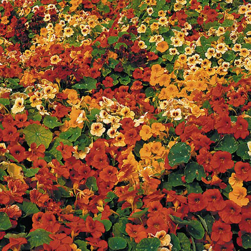Flower, Tip Top Nasturtium Seeds