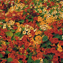 Flower, Tip Top Nasturtium Seeds