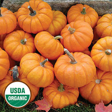 Pumpkin, Chinese Miniature Organic Seeds