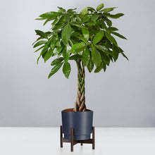 Pachira Aquatica ‘Money Tree’