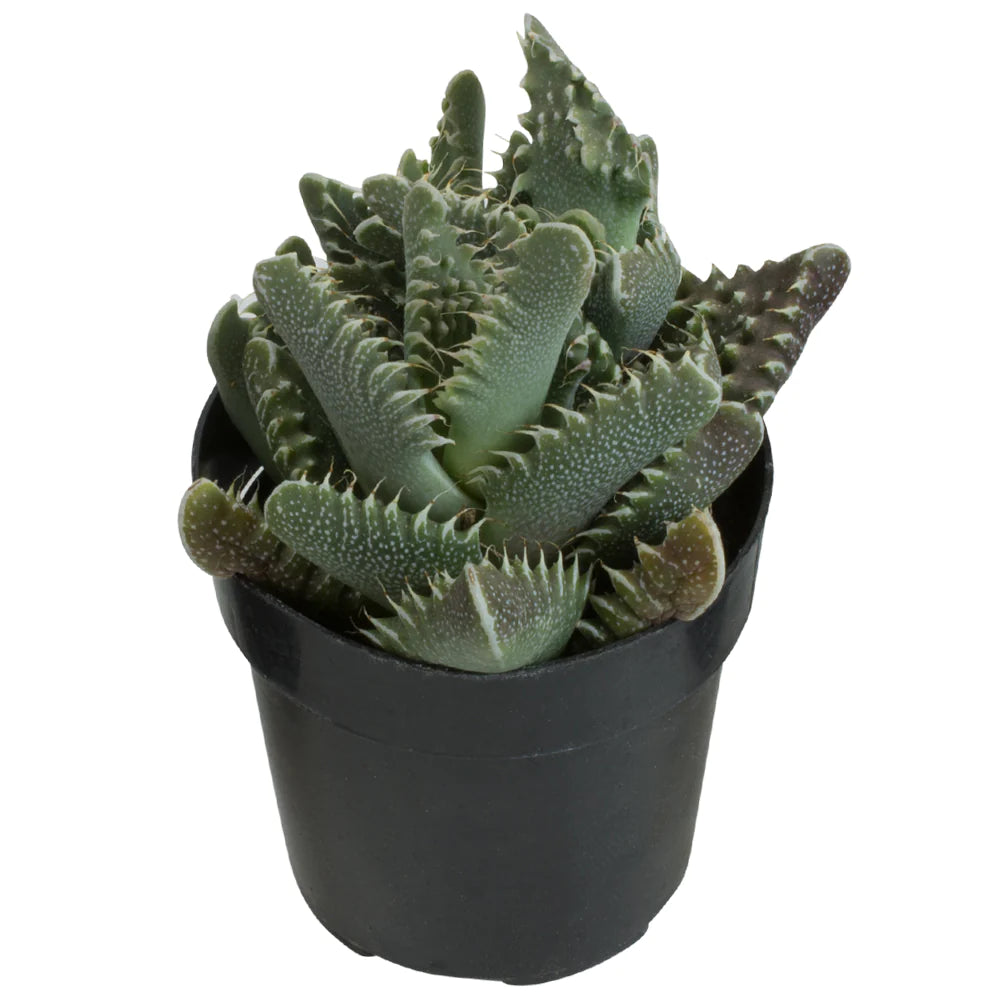 Faucaria tigrina ‘Tiger Jaw’