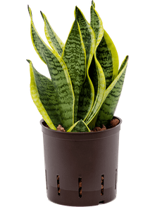 Sansevieria laurenti Superba