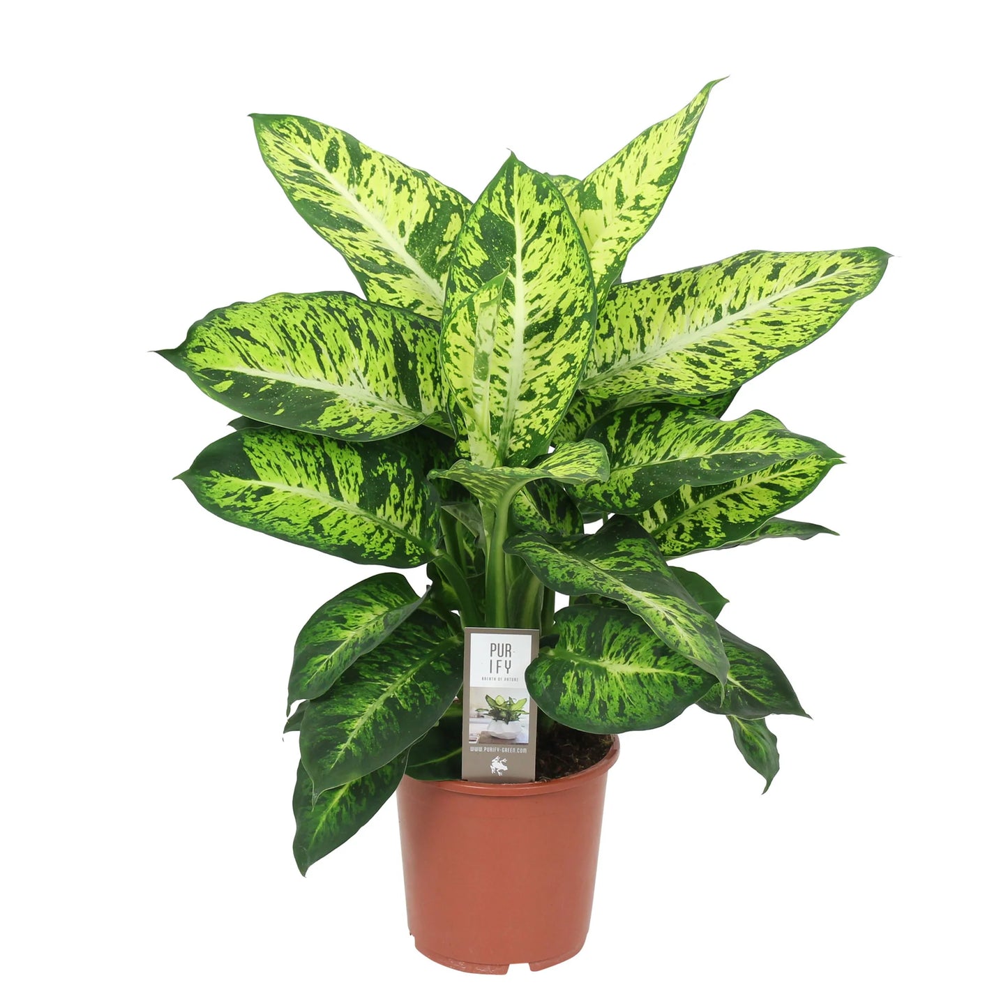 Dieffenbachia 'Sublime'