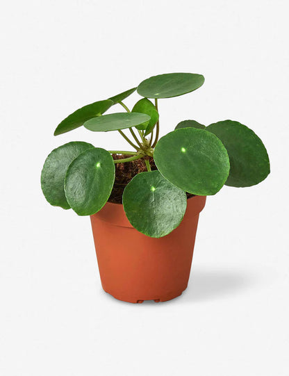 Pilea Peperomiodes 'Chinese Money Plant'