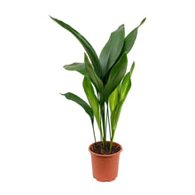 Aspidistra elatior 'Green Cast Iron’