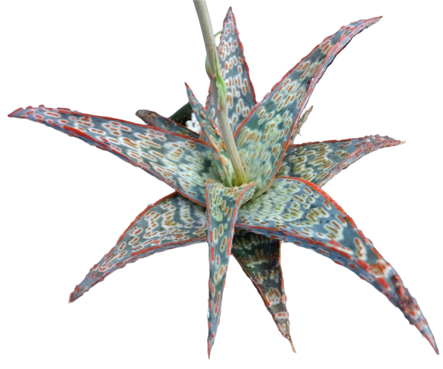 Aloe 'Pink Blush'