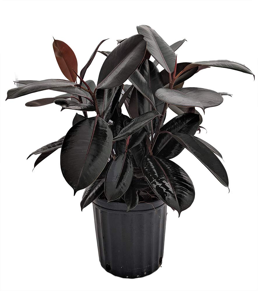 burgundy rubber tree indoor Ficus Elastica Burgundy Standard 10 Inch Pot