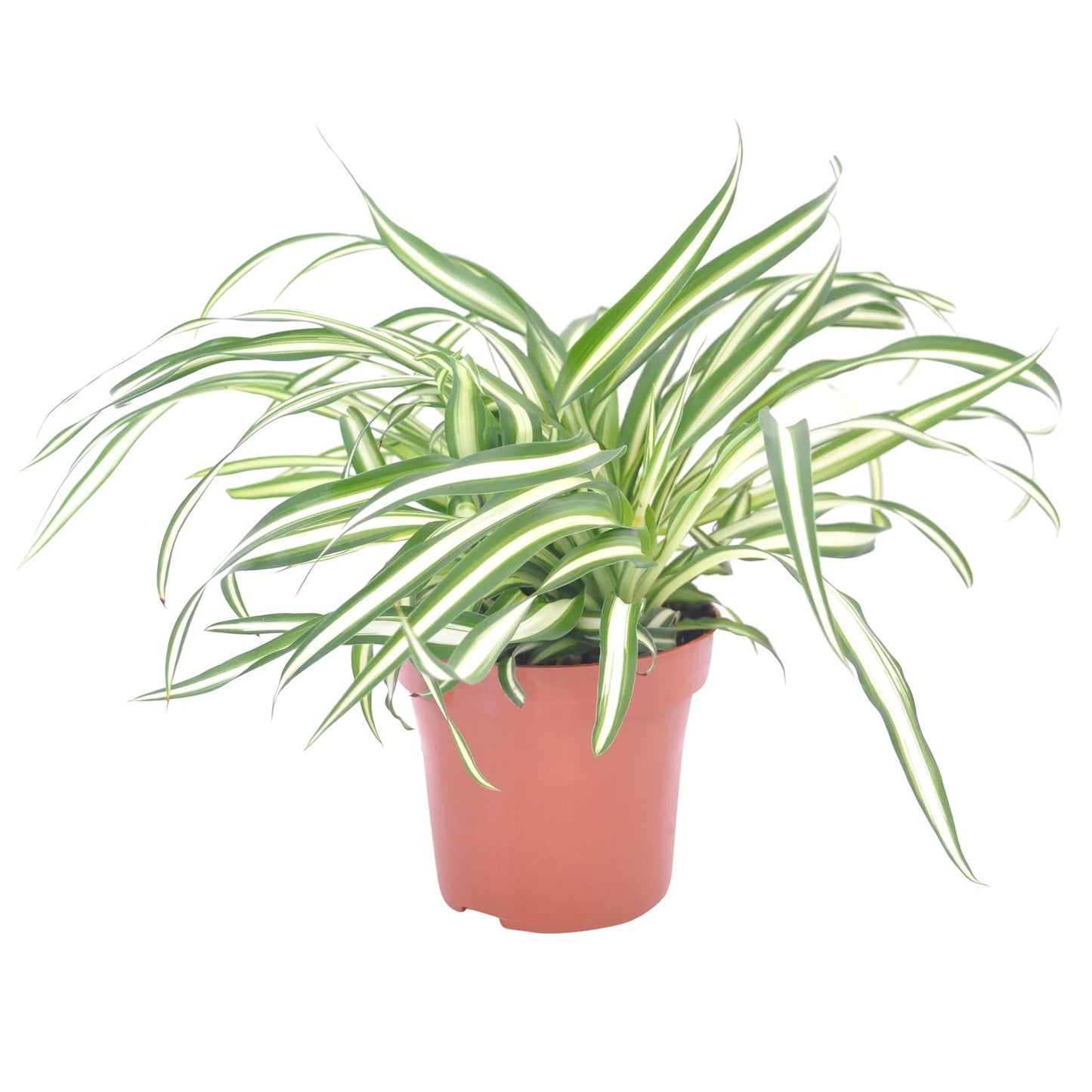 Chlorophytum Comosum 'Atlantic Spider Plant'