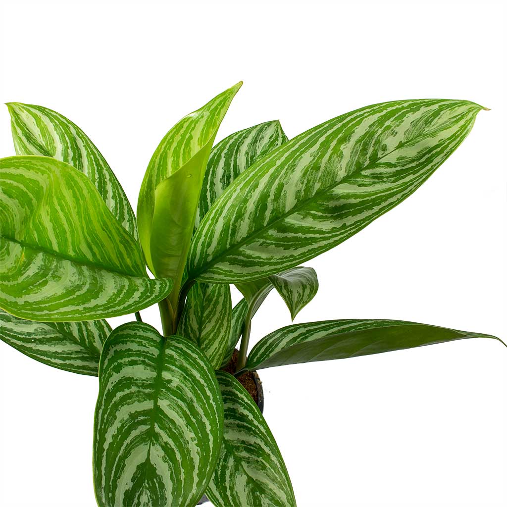 Aglaonema ‘Stripes’