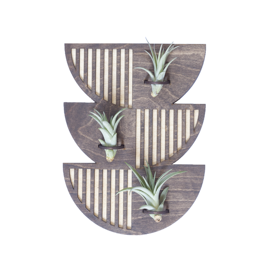 Trio Sunrise Air Plant Wall Hanger