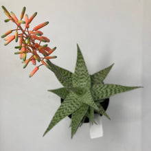 Load image into Gallery viewer, Aloe Deltoideodonta &#39;Delta Lights&#39;
