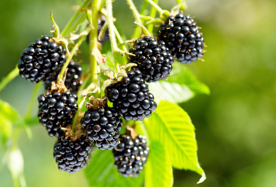Blackberry, Organic Arapaho Thornless
