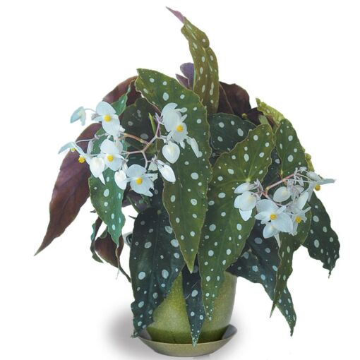 Begonia maculata 'Polka dot Begonia'