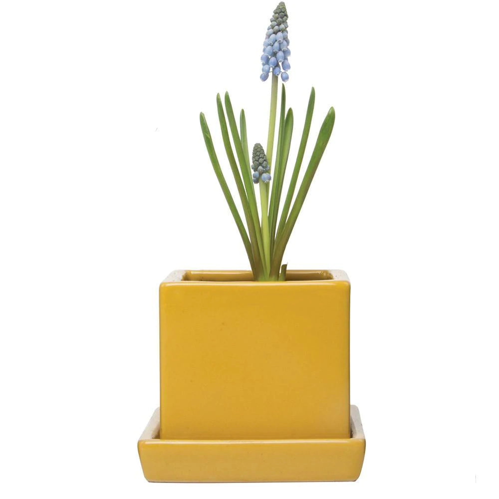 Svek Cube and Saucer