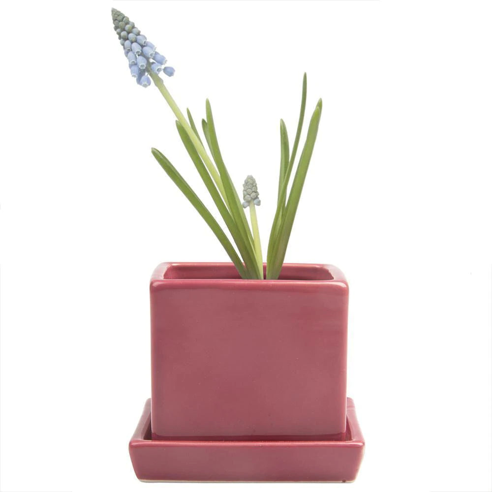 Svek Cube and Saucer