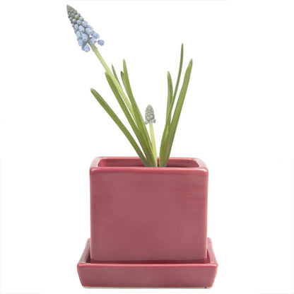 Svek Cube and Saucer