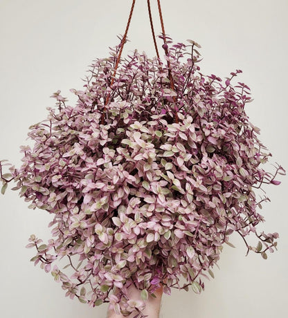 callisia repens hanging plant Callisia repens 'Pink Panther' – Snakeroot Botanicals