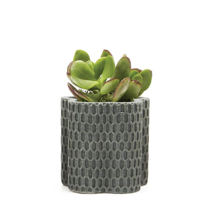 Stagma Pot