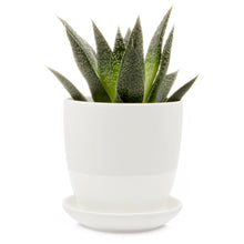 Little Dyad Pot and Saucer
