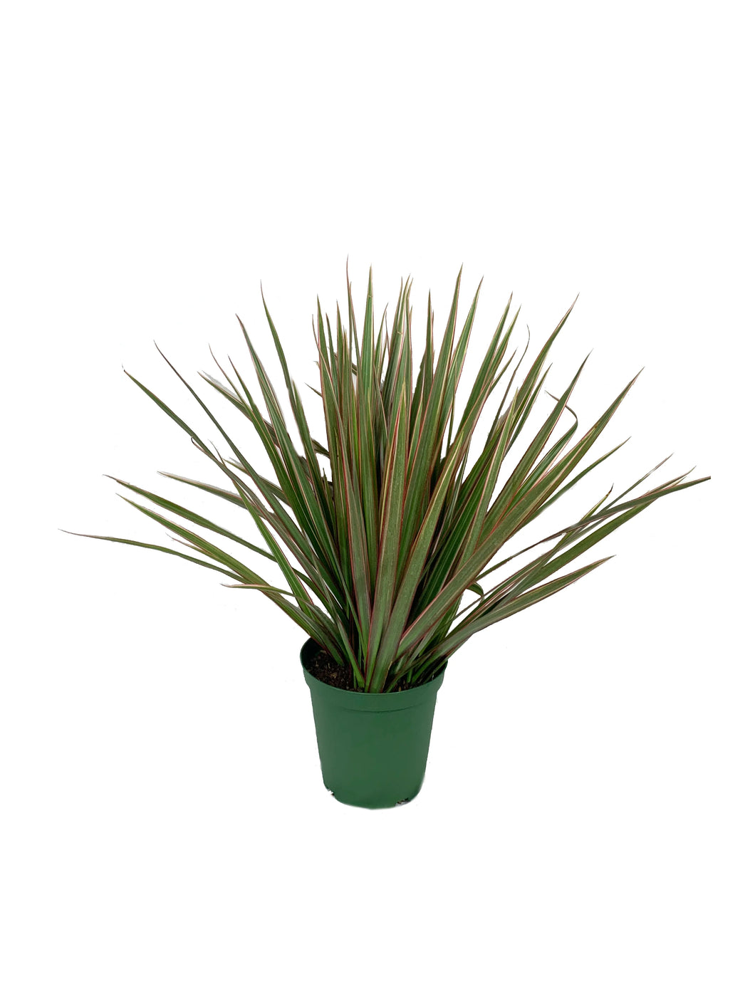 Dracaena Marginata 'Bi-color'