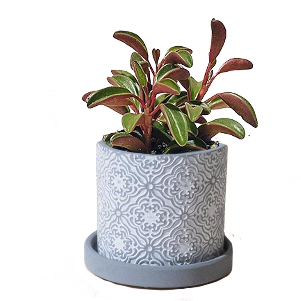 plant pots with dish Small Balter Pot & Saucer – Snakeroot Botanicals