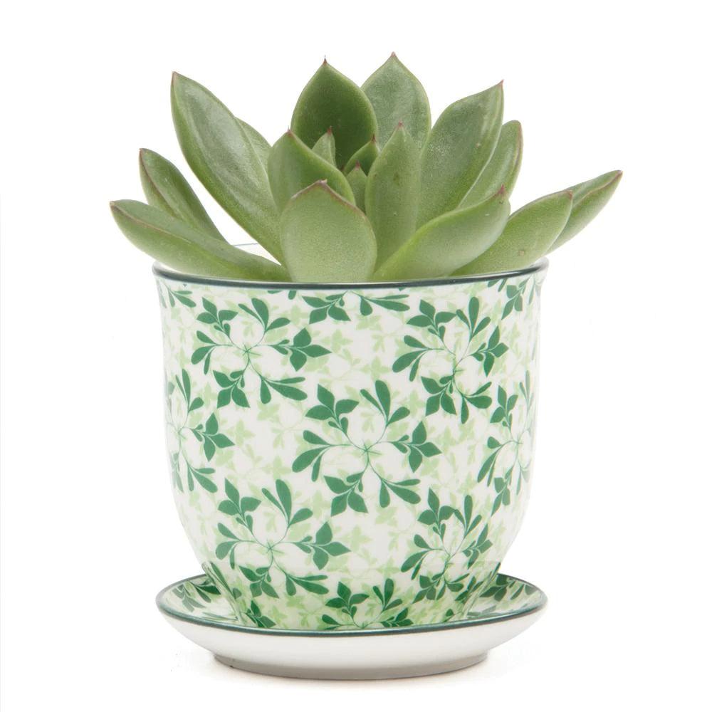 Small Liberte Pot & Saucer