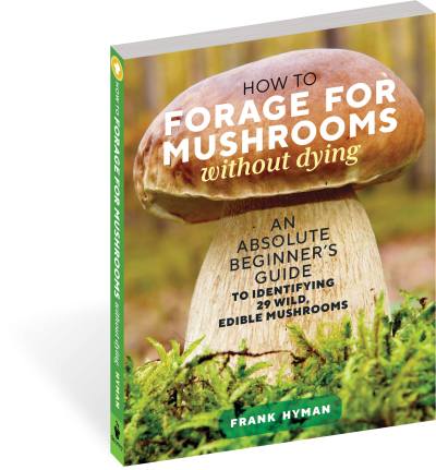 How to Forage For Mushrooms Without Dying