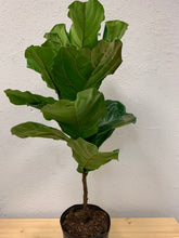 Load image into Gallery viewer, Ficus Lyrata &#39;Fiddle-Leaf Fig&#39;
