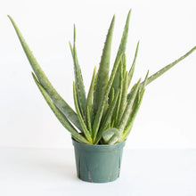 Aloe Barbadensis Miller 'Aloe Vera'
