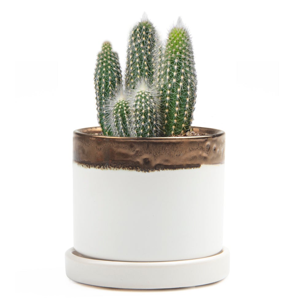 Small Minute Pot & Saucer