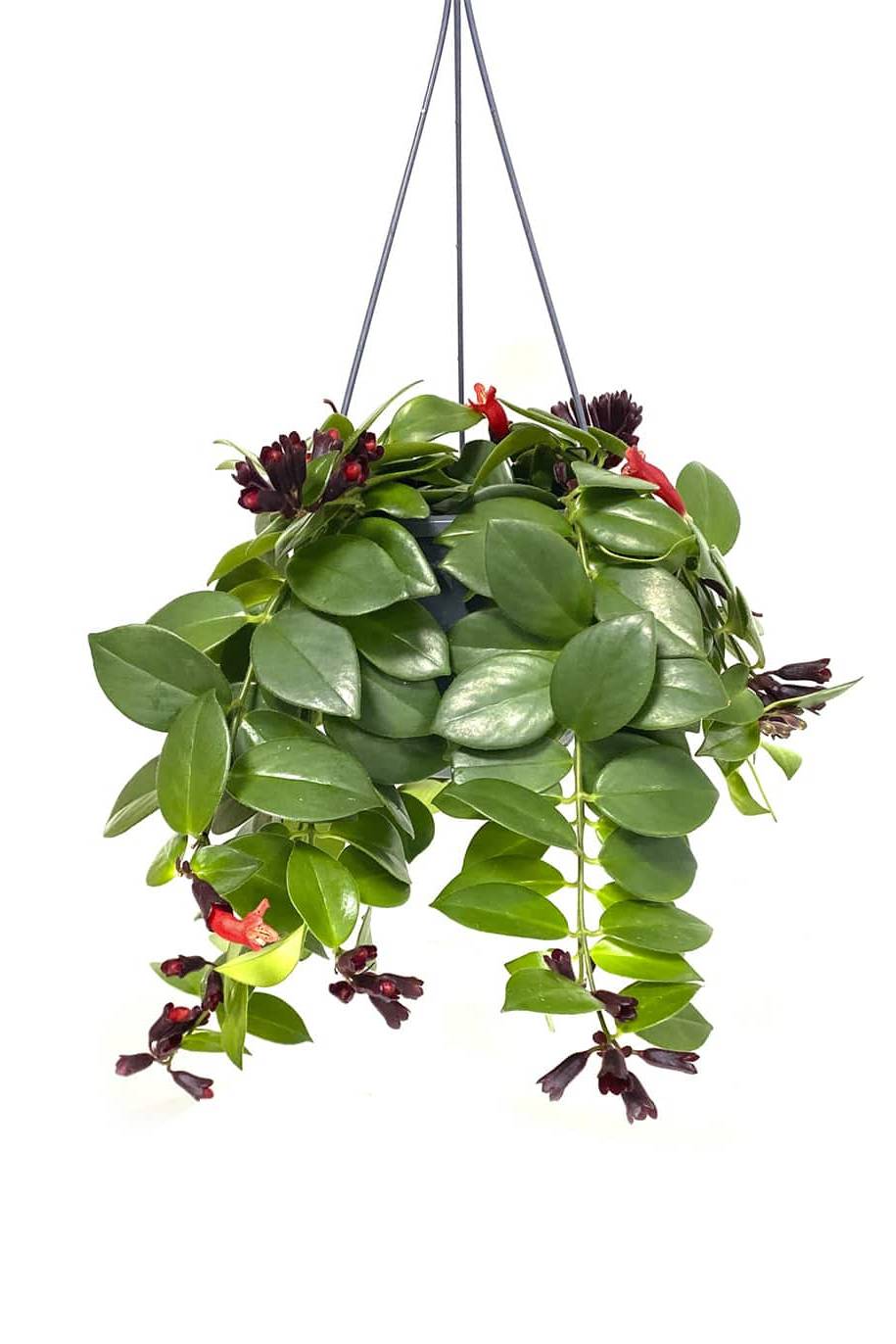 Aeschynanthus 'Lipstick Plant Mona Lisa'