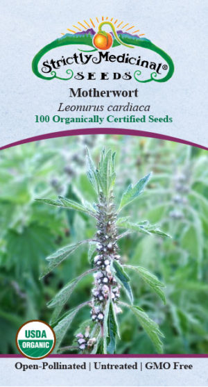 Motherwort (Leonurus Cardiaca) Organic Seeds