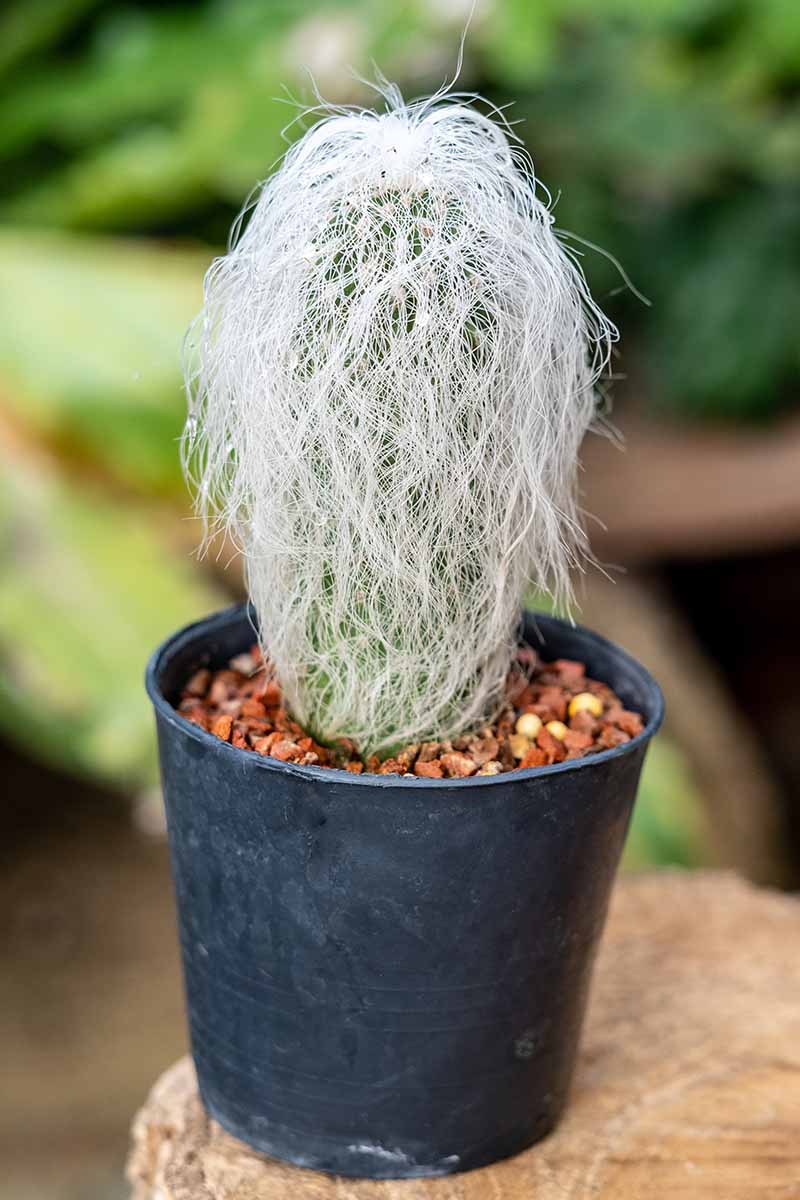 Espostoa lanata 'Old Man Cactus'