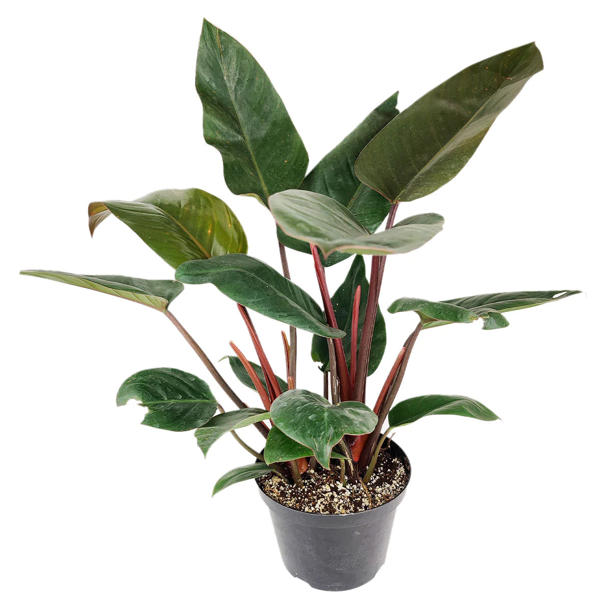 Philodendron ‘Red Congo’