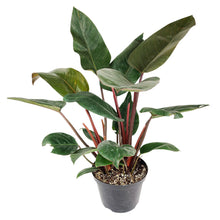 Philodendron ‘Red Congo’