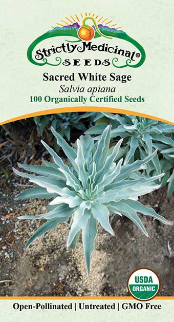 Sacred White Sage (Salvia Apiana) Organic Seeds