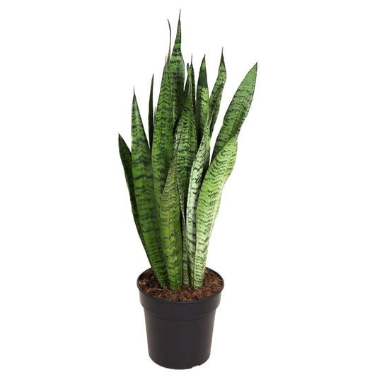 Sansevieria Zeylanica 'Snake Plant'